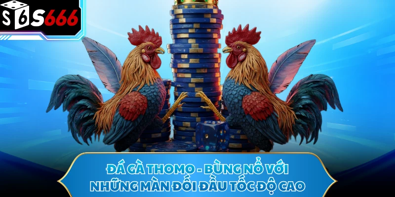 Đá Gà Thomo - Bùng Nổ Với Những Màn Đối Đầu Tốc Độ Cao 1 Đá Gà Thomo - Bùng Nổ Với Những Màn Đối Đầu Tốc Độ Cao