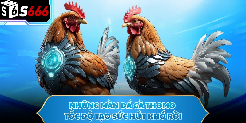 Đá Gà Thomo - Bùng Nổ Với Những Màn Đối Đầu Tốc Độ Cao 2 Những màn đá gà Thomo tốc độ tạo sức hút khó rời